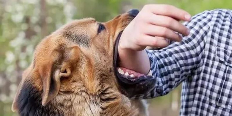 Mơ bị chó cắn tay mình