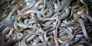 Tìm hiểu mơ thấy rắn nên đánh số nào