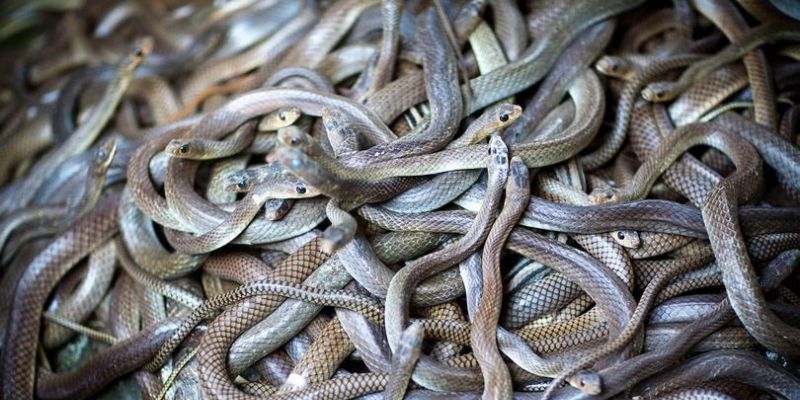 Tìm hiểu mơ thấy rắn nên đánh số nào